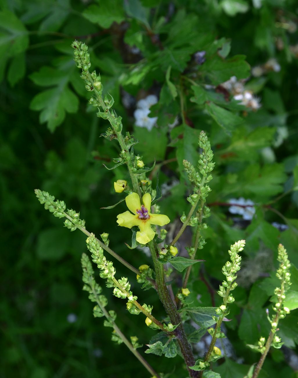 Image of genus Verbascum specimen.