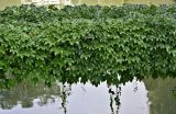 Parthenocissus tricuspidata. Вегетирующие растения. Китай, пров. Цзянсу, г. Сучжоу, в культуре. 27.05.2025.