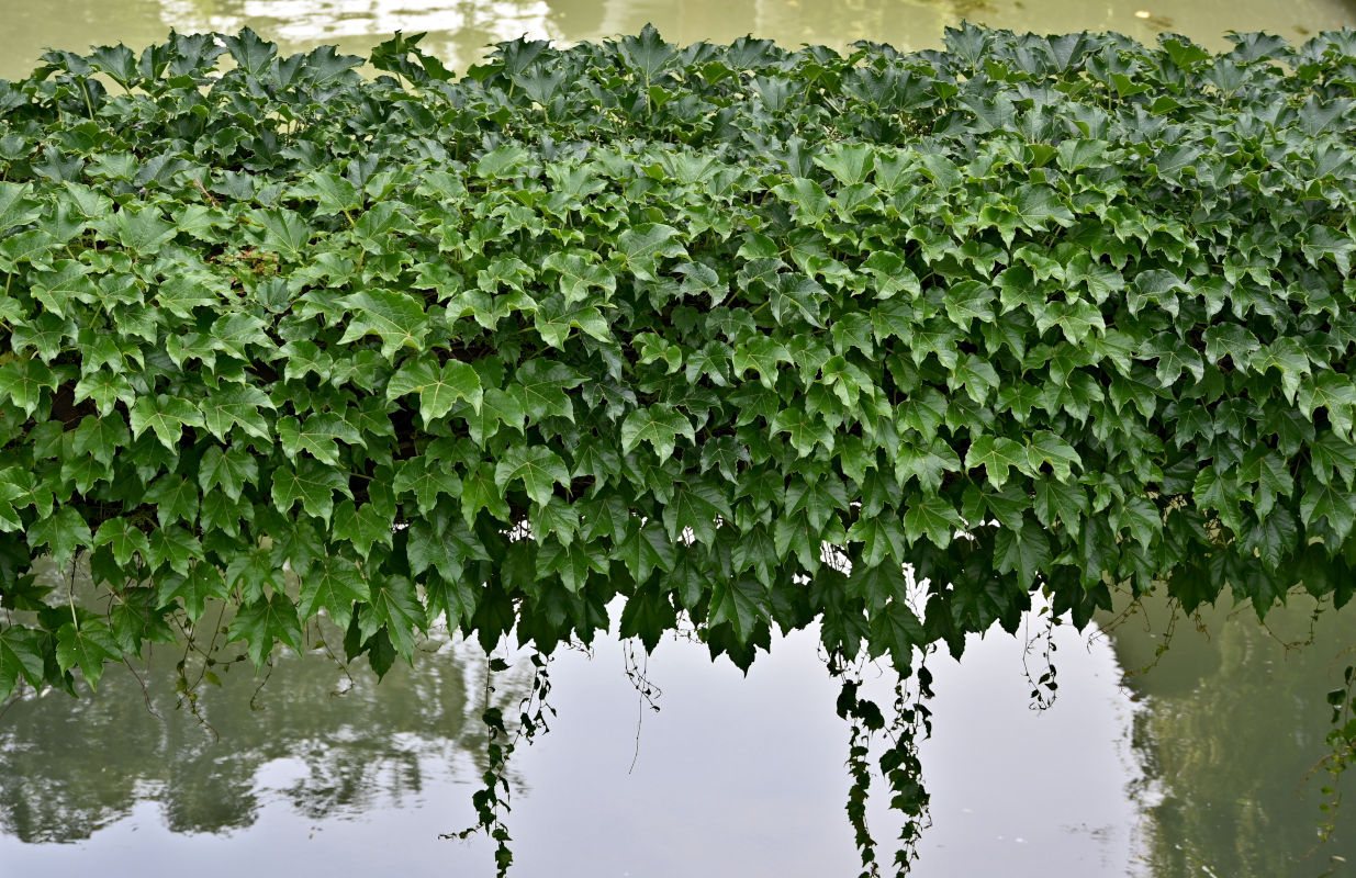 Image of Parthenocissus tricuspidata specimen.