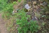genus Quercus. Вегетирующее растение. Турция, ил Артвин, дер. Багджилар (Bağcılar), подножие склона, обочина грунтовой дороги. 12 июня 2026 г.