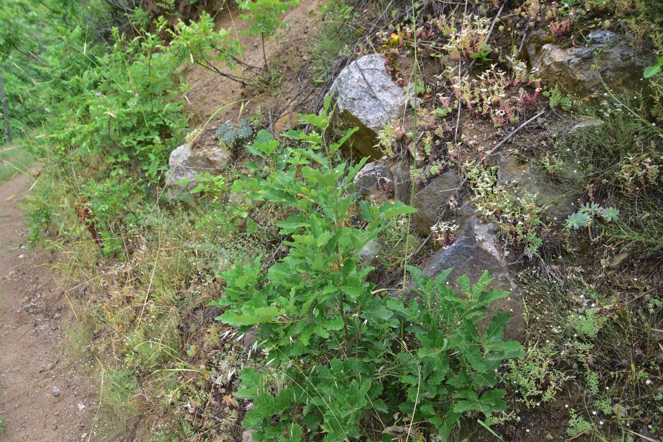 Image of genus Quercus specimen.