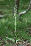 Platanthera metabifolia