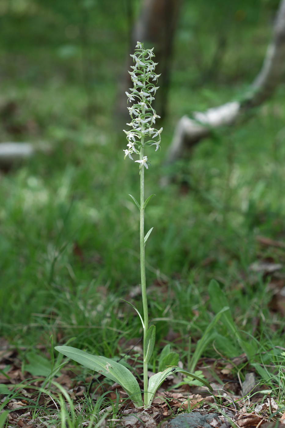 Image of Platanthera metabifolia specimen.