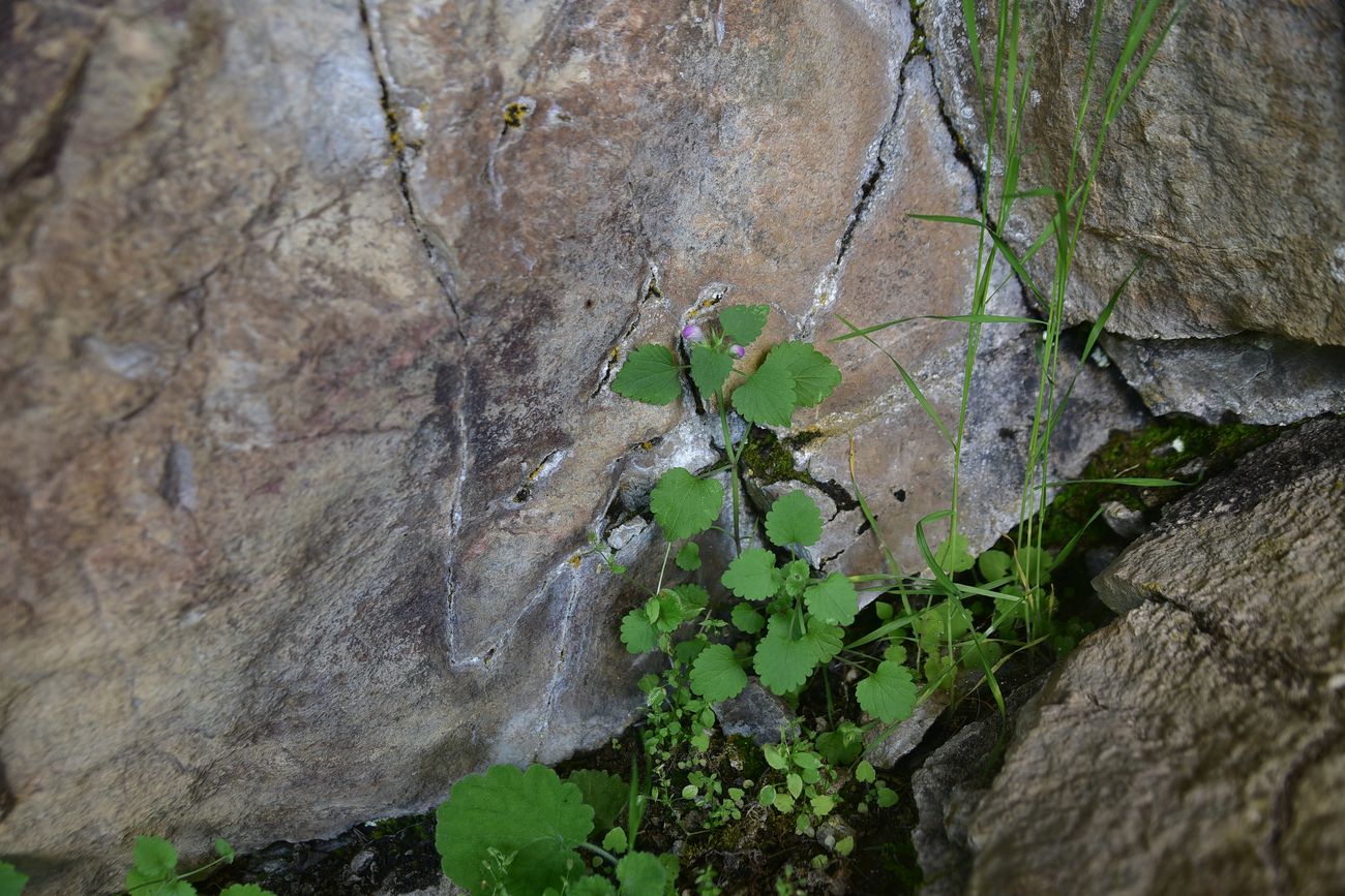 Image of genus Lamium specimen.