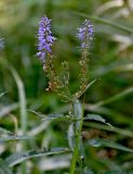 Veronica longifolia