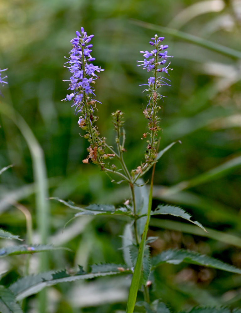 Изображение особи Veronica longifolia.