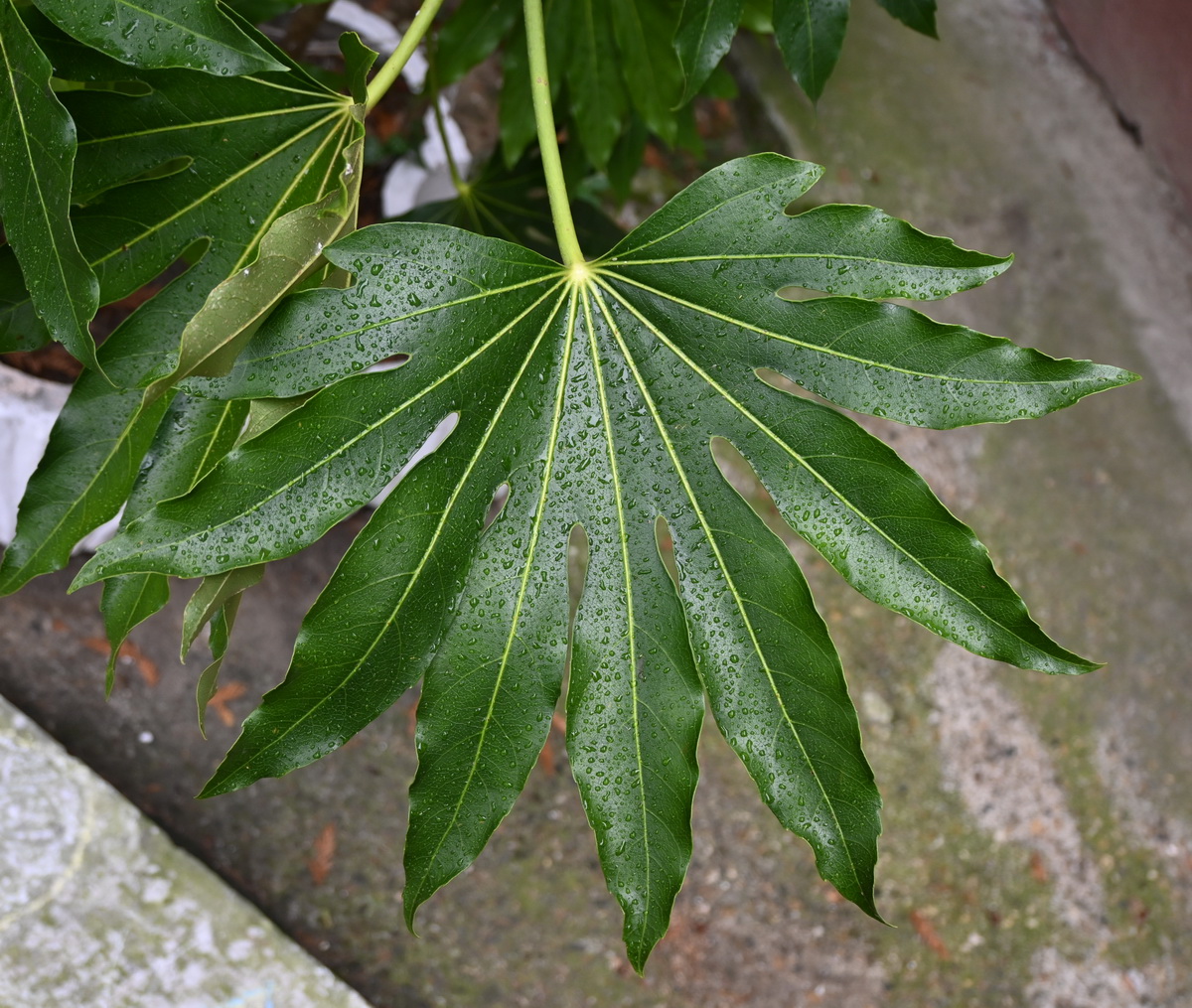 Image of Unknown species specimen.