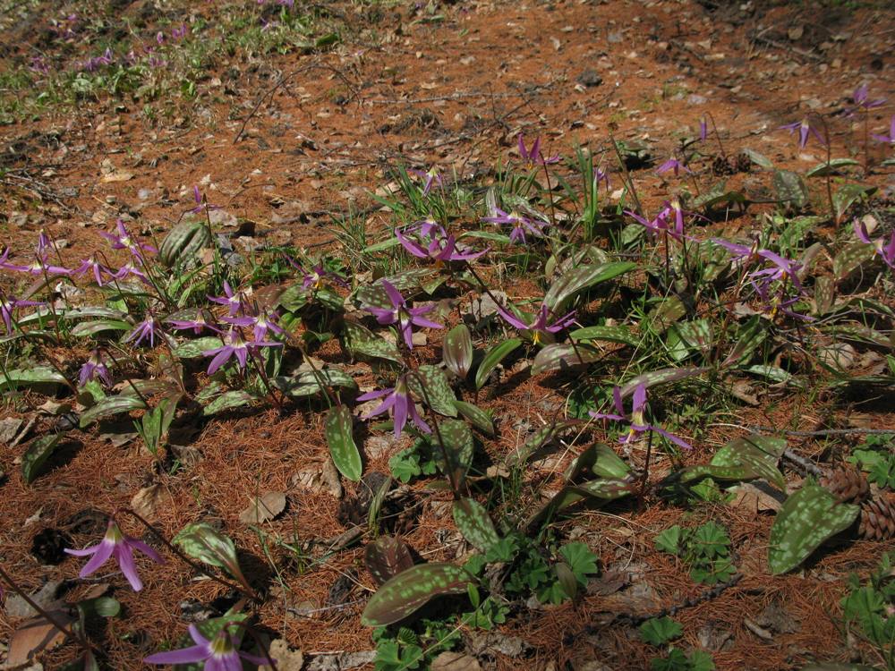 Изображение особи Erythronium sajanense.