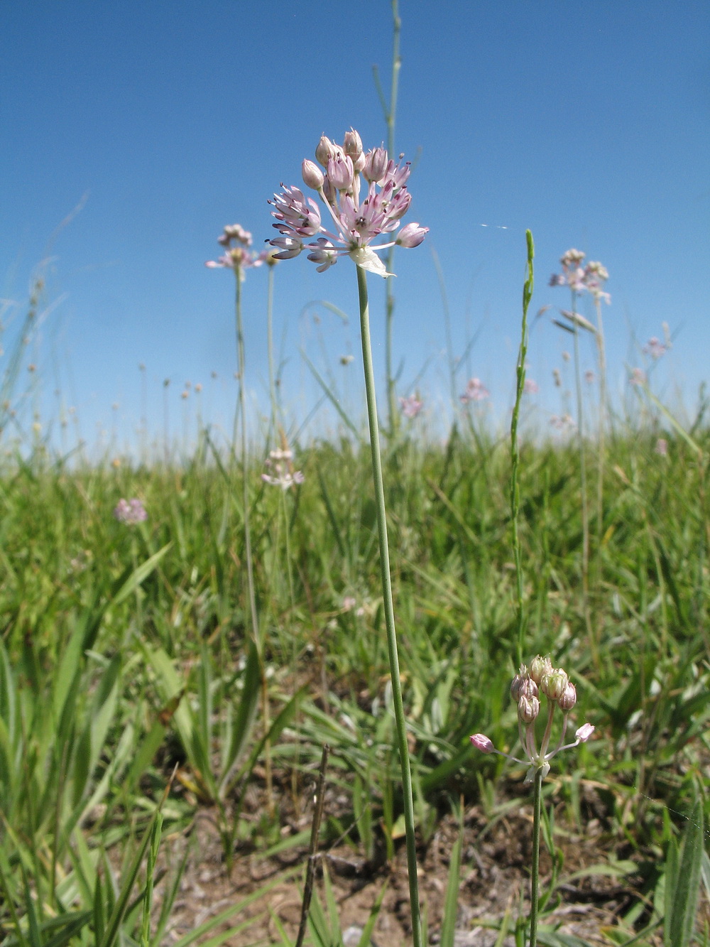 Изображение особи Allium caricifolium.