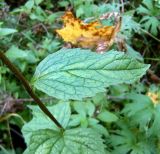 Campanula trachelium. Лист. Чувашия, окрестности г. Шумерля, пойма р. Сура, устье р. Шумерлинка. 13 сентября 2005 г.