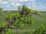 Morus alba. Верхушка ветви с завязавшимися плодами. Крым, Симферопольский р-н, окр. с. Живописное, склон реки Чуюнча. 25.05.2018.