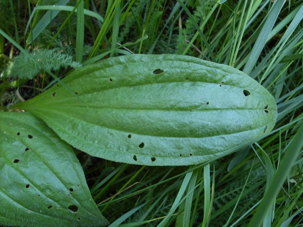 Image of Plantago urvillei specimen.