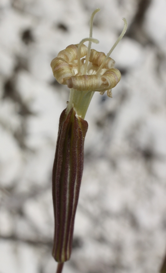 Image of Silene cretacea specimen.