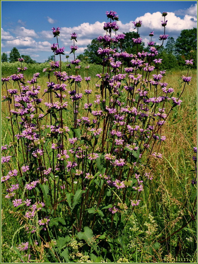 Image of Phlomoides tuberosa specimen.