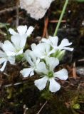 Gypsophila uralensis