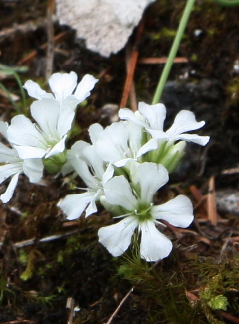 Image of Gypsophila uralensis specimen.