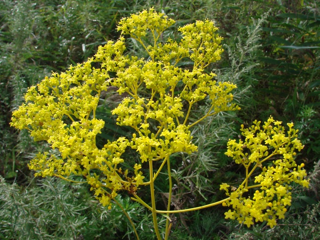 Изображение особи Patrinia scabiosifolia.