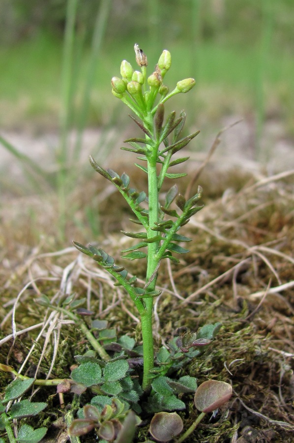 Image of Cardamine parviflora specimen.