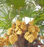 Trachycarpus fortunei. Верхушка растения с соцветиями. Краснодарский край, Черноморское побережье Кавказа, г. Геленджик, на набережной (в культуре). 8 мая 2011 г.