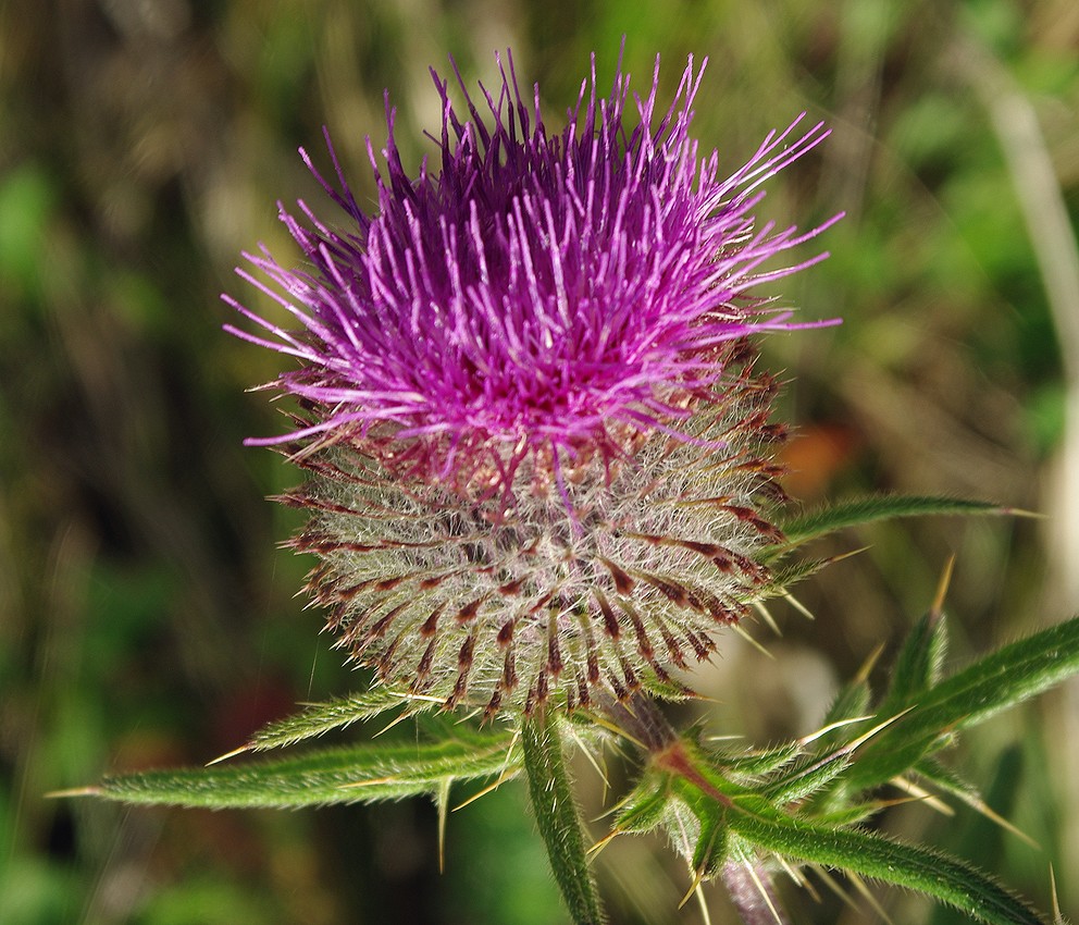 Image of Cirsium polonicum specimen.