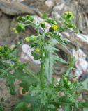 Senecio vulgaris. Верхушка растения с соцветиями. Окр. Томска, свалка. 12.09.2007.