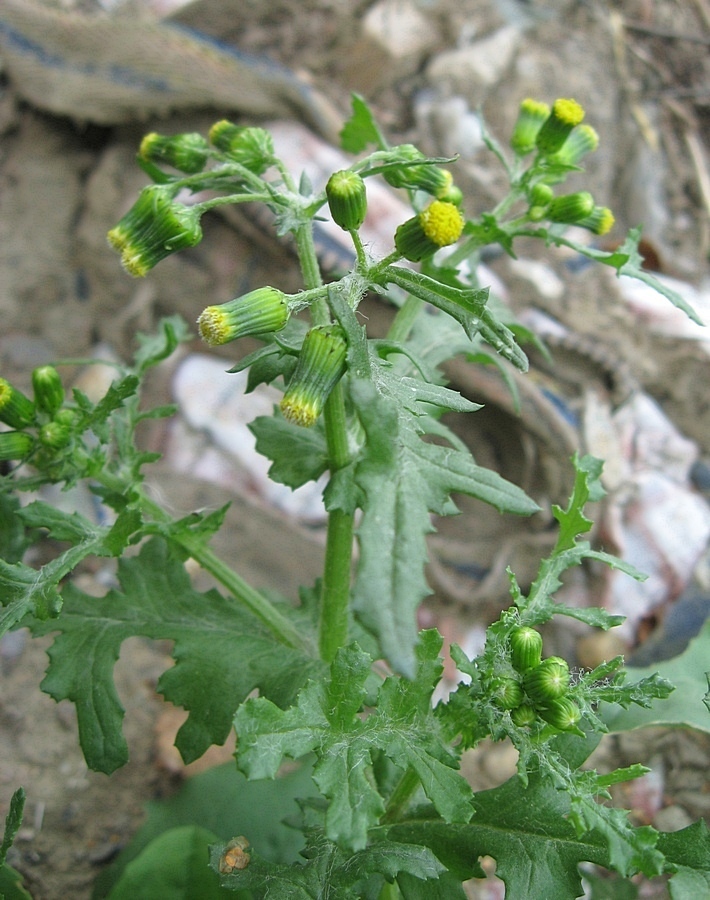 Изображение особи Senecio vulgaris.