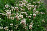 Trifolium repens