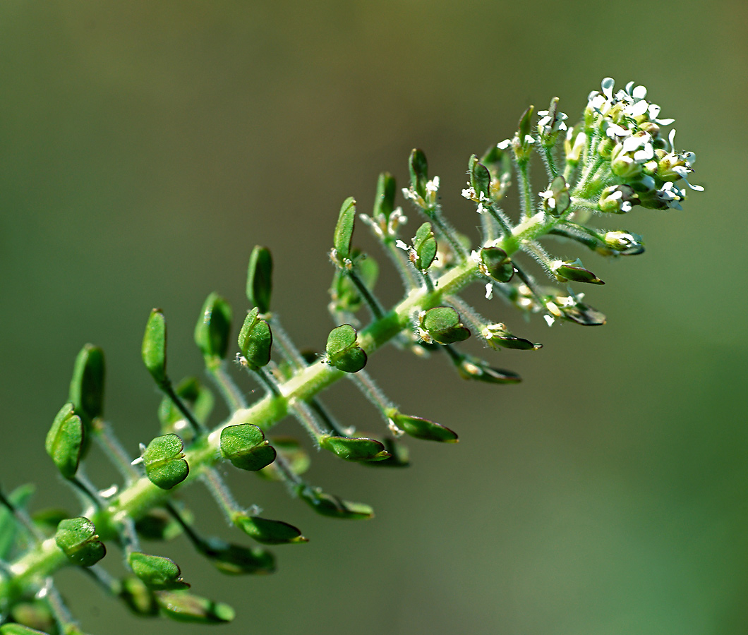 Изображение особи Lepidium campestre.