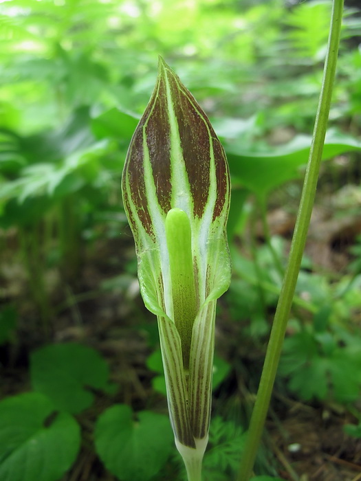 Изображение особи Arisaema komarovii.