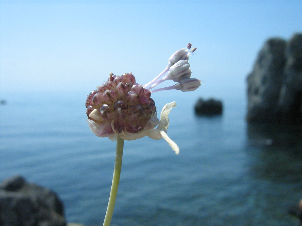 Изображение особи Allium vineale.