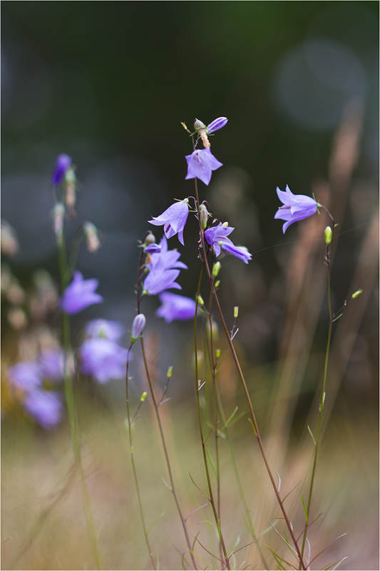 Image of Campanula rotundifolia specimen.