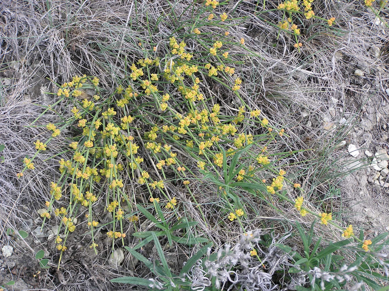 Image of Ephedra distachya specimen.