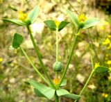 Euphorbia buhsei. Верхушка побега. Копетдаг, Чули. Май 2011 г.