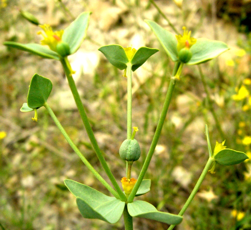 Image of Euphorbia buhsei specimen.