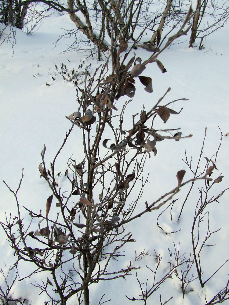 Изображение особи Salix glauca.