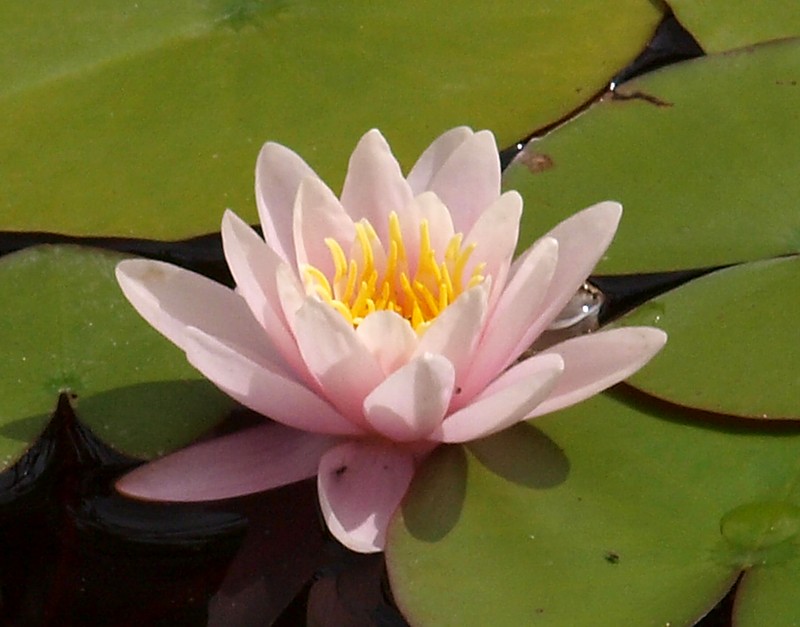 Image of genus Nymphaea specimen.