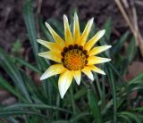 genus Gazania. Соцветие. Узбекистан, г. Ташкент, Ботанический сад им. Ф.Н. Русанова. 01.09.2010.