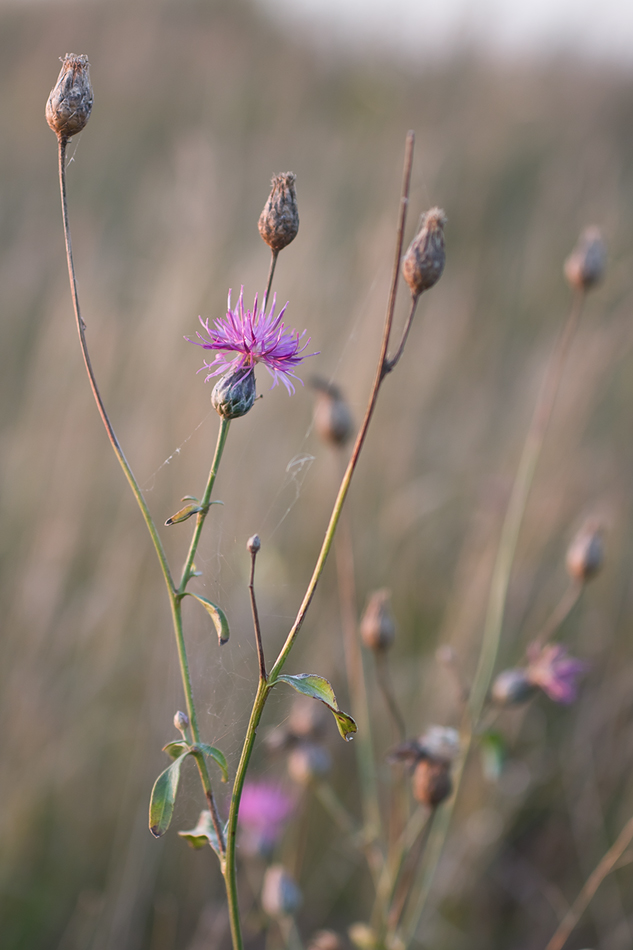 Image of Centaurea adpressa specimen.