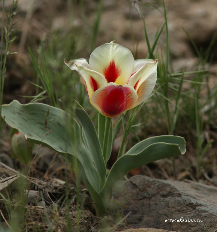 Изображение особи Tulipa greigii.