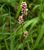 Persicaria maculosa