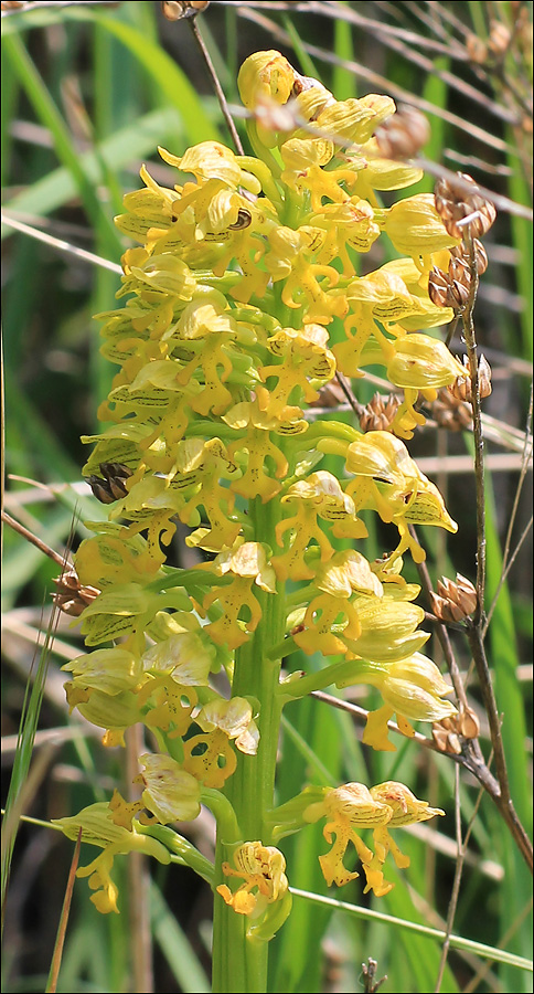 Image of Orchis punctulata specimen.