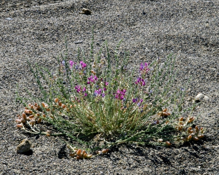 Изображение особи Oxytropis mongolica.