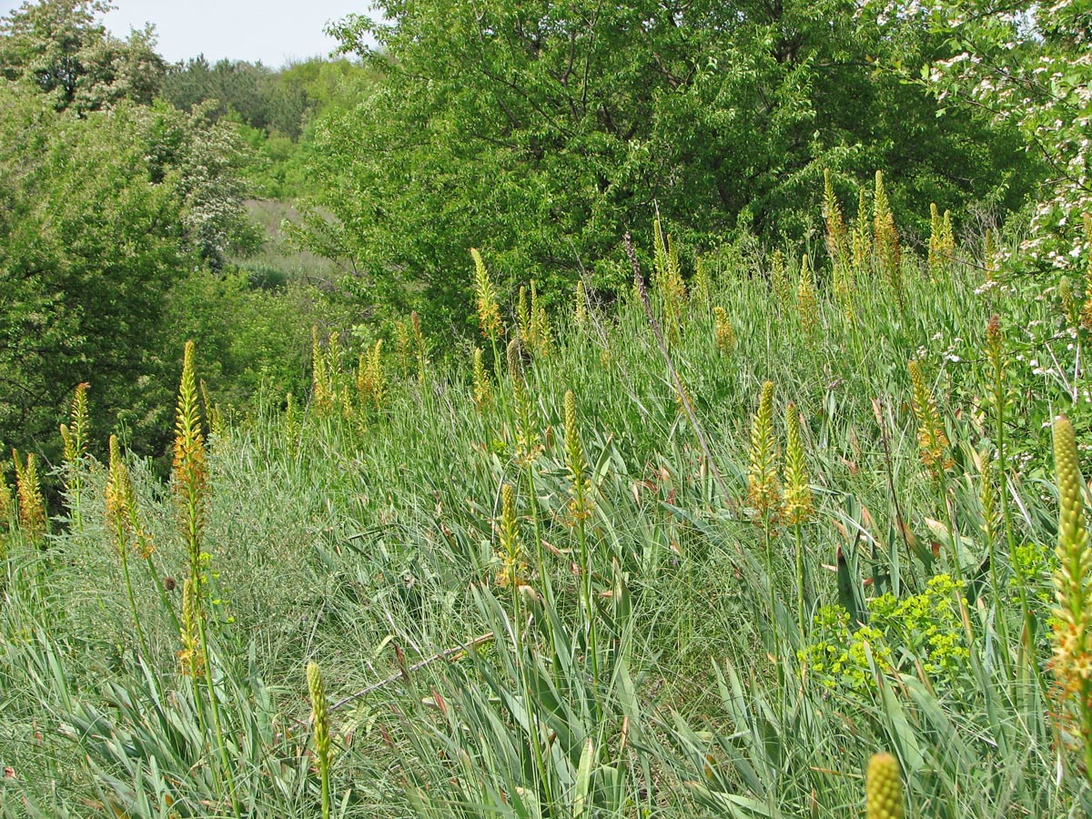 Изображение особи Eremurus spectabilis.