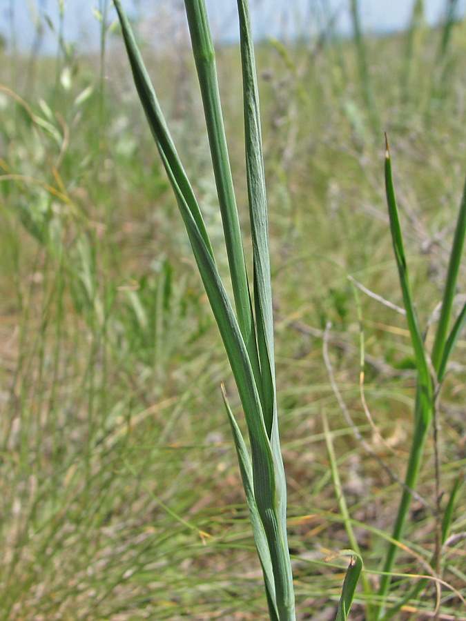Изображение особи Dianthus andrzejowskianus.