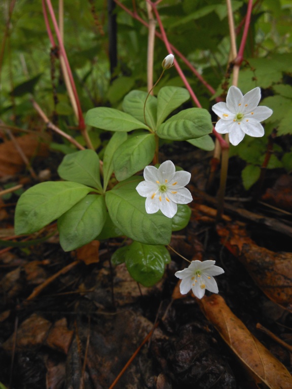 Изображение особи Trientalis europaea.