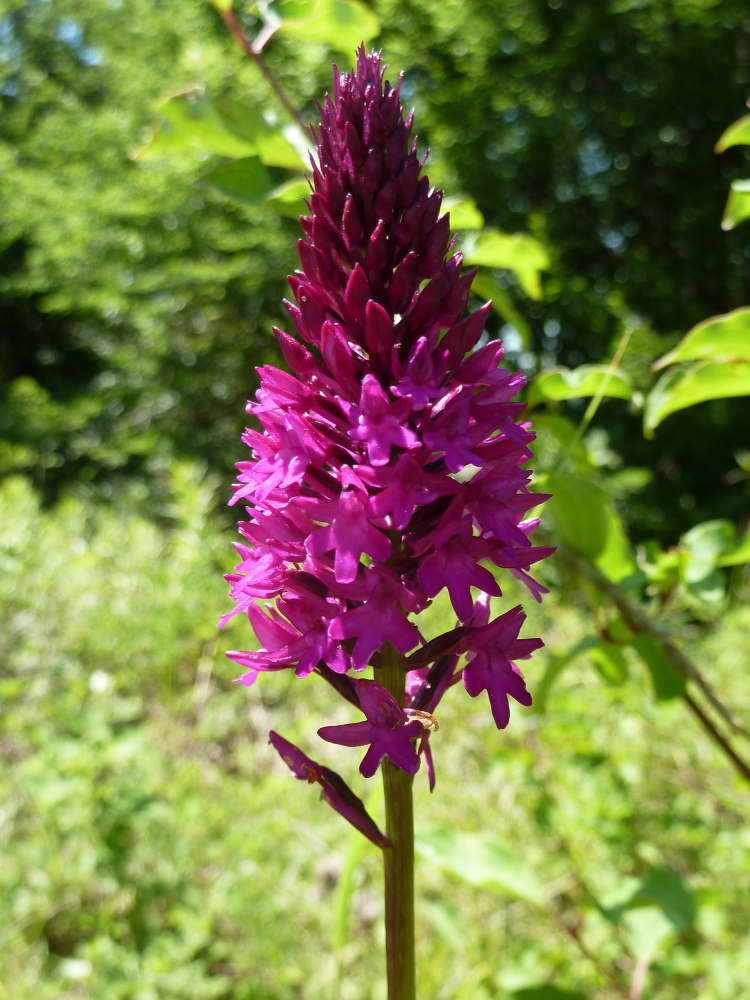 Image of Anacamptis pyramidalis specimen.