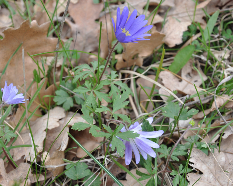 Image of Anemone blanda specimen.