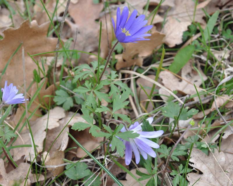 Изображение особи Anemone blanda.