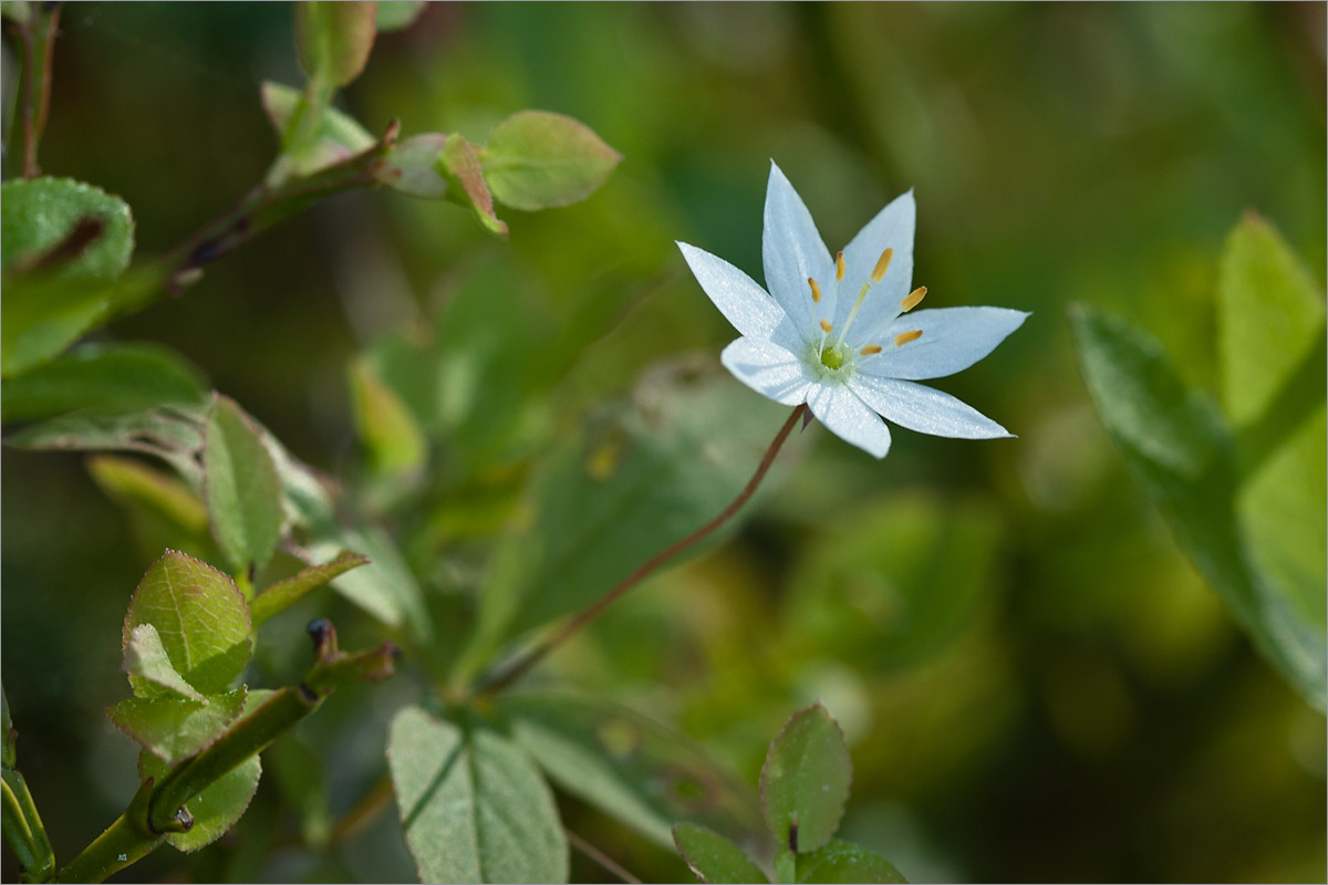 Изображение особи Trientalis europaea.