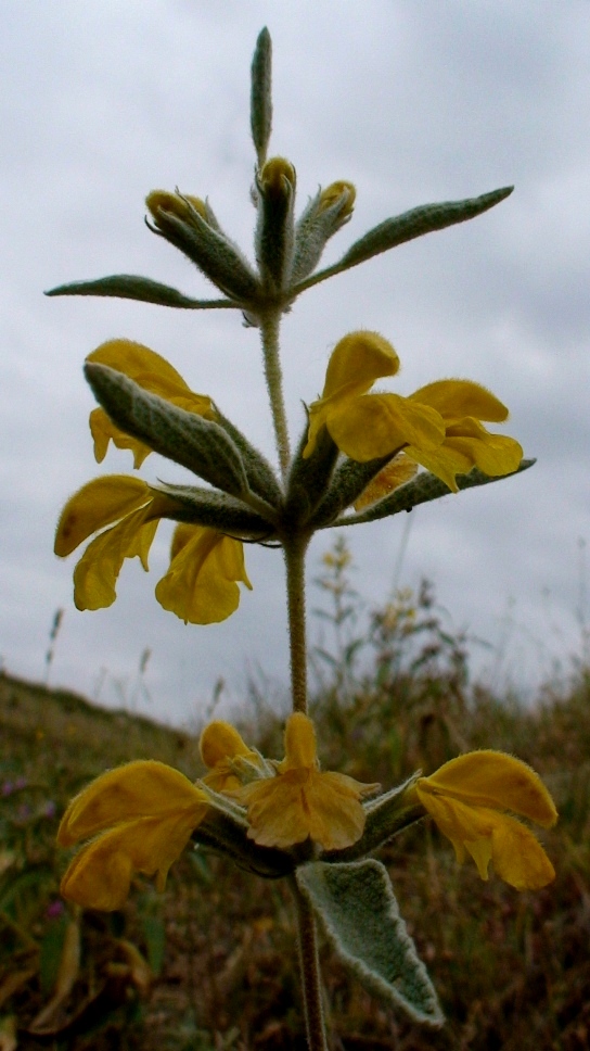 Image of Phlomis orientalis specimen.